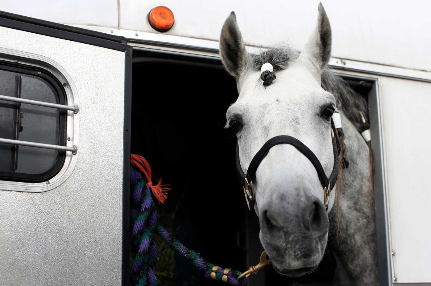 A horse head out of a horse trailer loan by elite direct finance