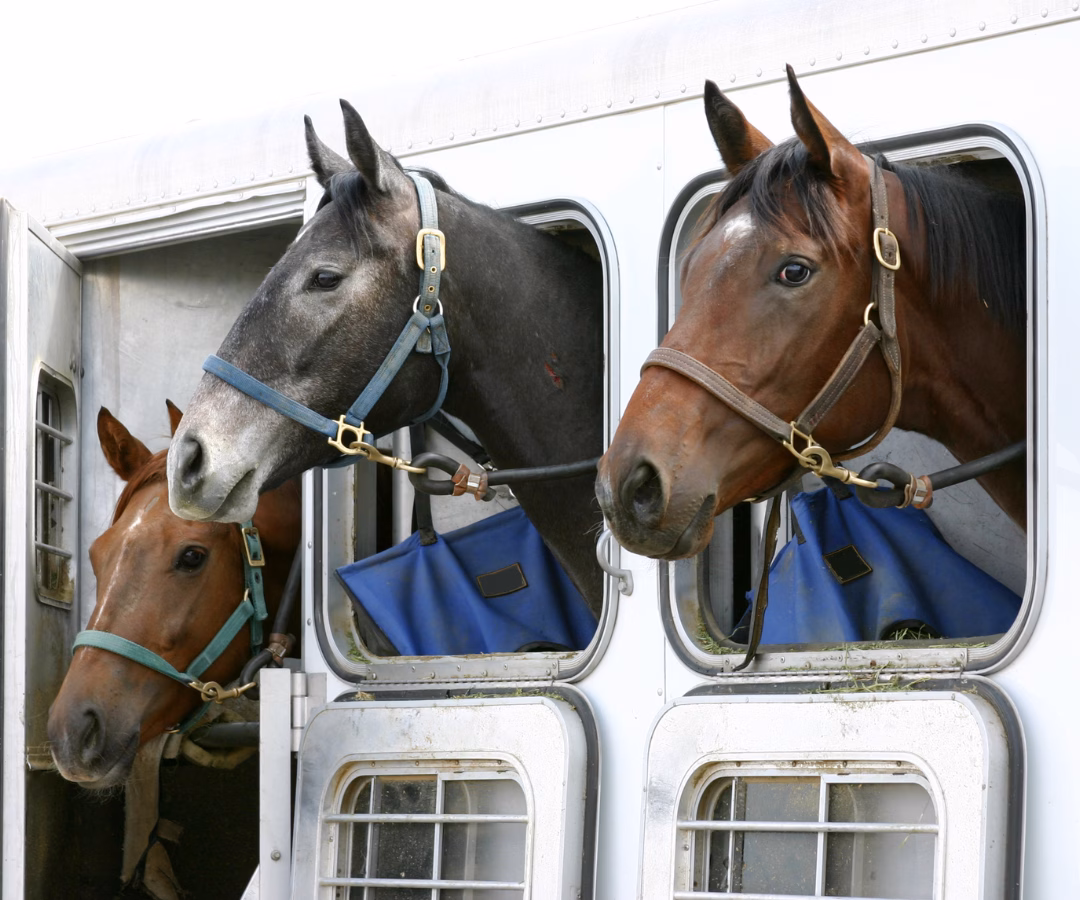 Horse Trailer Loan Easy Way To Secure Horse Trailer Loan